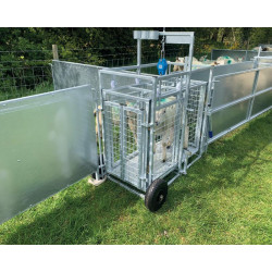 Cage de pesage roulante pour ovins avec cadran de pesée 