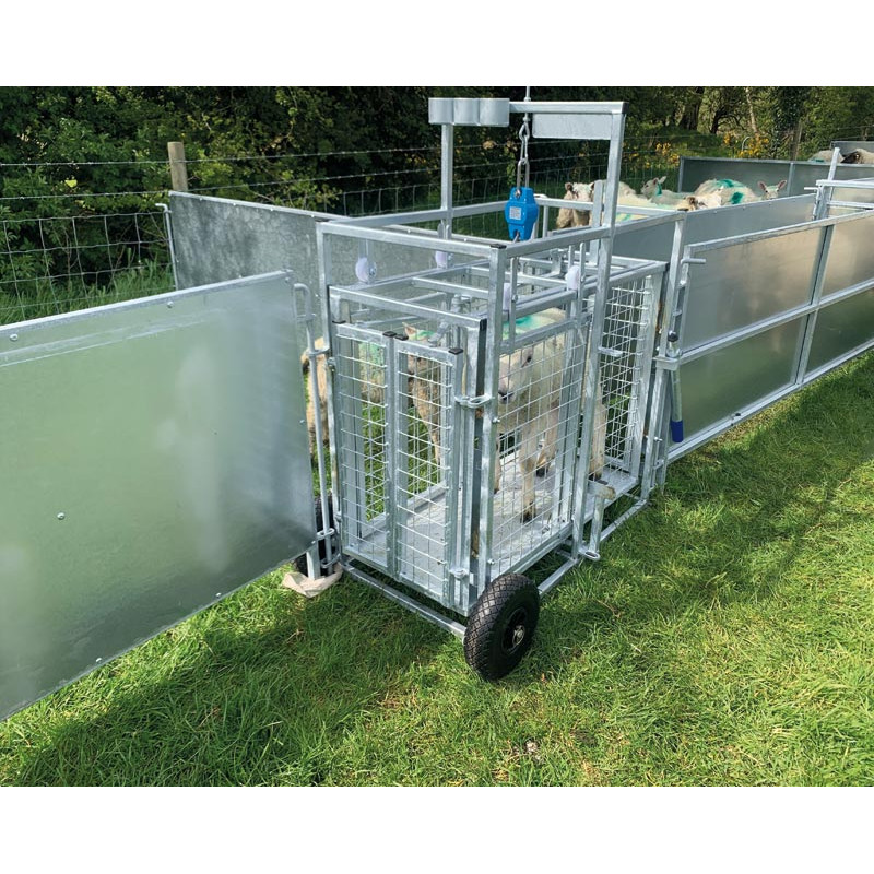 Cage de pesage roulante pour ovins avec cadran de pesée 