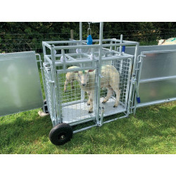 Cage de pesage roulante pour ovins avec cadran de pesée 